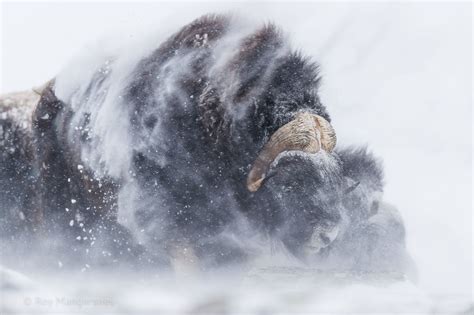 Musk Ox Bull Shaking Of Snow After Laying Down In A Blizzard For A