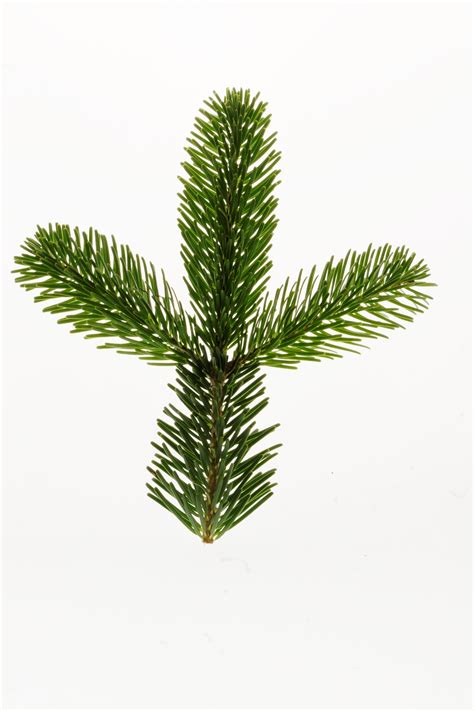 Free Images Branch Leaf Evergreen Christmas Tree Twig Conifer Christmas Decoration