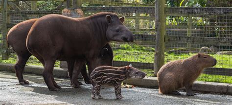 Newquay Zoo Gives A First Glimpse Of Its Cute Newborn Tapir
