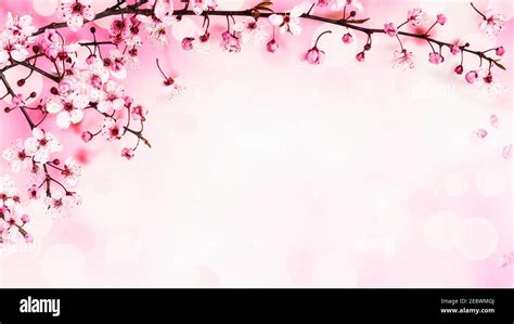 Cherry Blossom Creative Banner With Sakura Spring Flowers On Pink