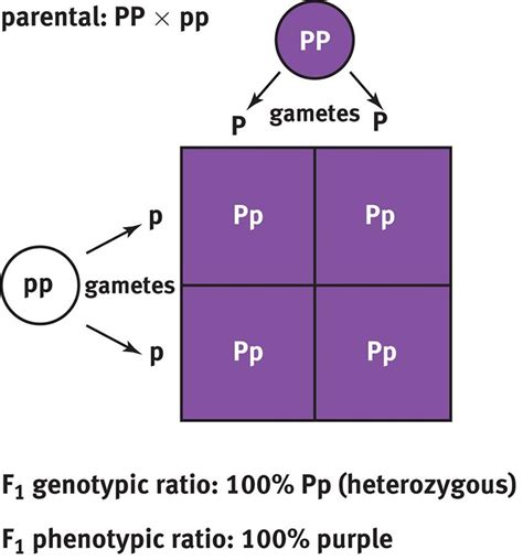 Punnett squares are visual tools used in the science of genetics to determine the possible combinations of genes that will occur at a punnett square is made of a simple square grid divided. Analytical Approaches in Genetics - Genetics and Evolution ...