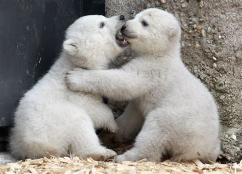 Day In Photos Polar Bear Cubs Janet Yellen Festival Of
