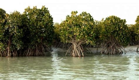 Mangrove Forests Of Qeshm Magical Trees Qeshm Attraction
