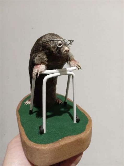 Odd Taxidermy 33 Pics