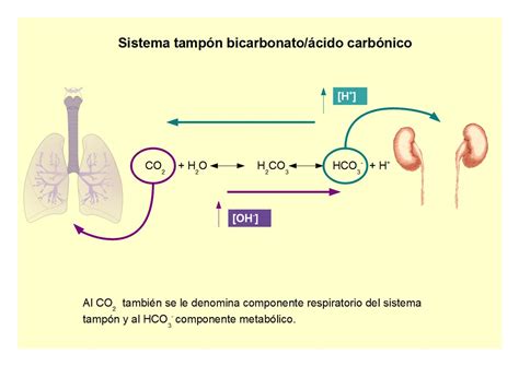 Bicarbonato Reserva AnaerÓbica W´ Rendimiento En Normoxia E