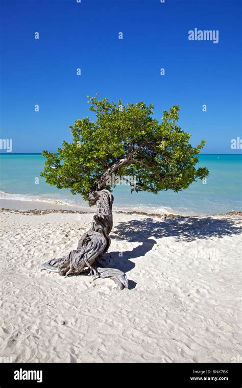 Divi Divi Tree Of Aruba Stock Photo Alamy