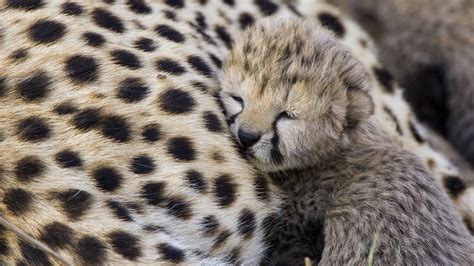 Adorable Baby Cheetah Wallpaper 1920x1080 11232