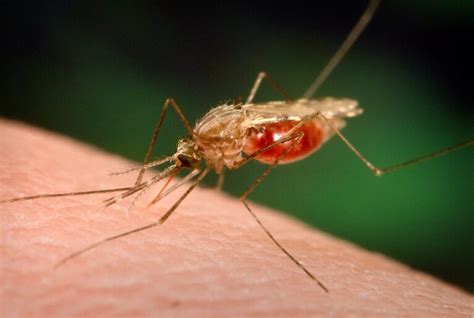 The Genes Behind Malaria Resistance May Reveal An Intriguing
