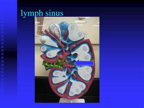 Ppt Lab Ex 48 Lymphatic System Powerpoint Presentation Free