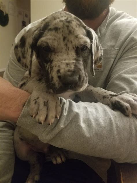 Our dogs are indoor pets and part of the family first & foremost! Great Dane Puppies For Sale | Valley Springs, CA #319004