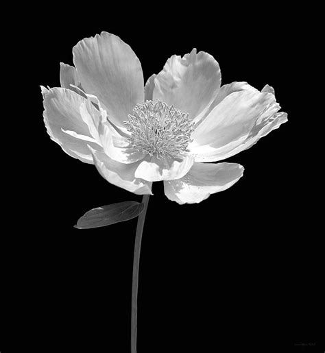 Two day free shipping on 1000s of products! Peony Flower Portrait Black and White Photograph by Jennie ...