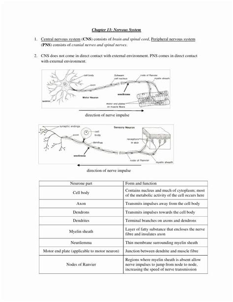 Nervous System Worksheet High School Lovely Nervous System Worksheet Pack With Diagrams