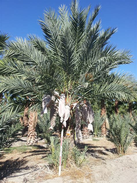 Buy Cold Hardy Palm Trees Medjool Date Palm Wholesale Date Trees