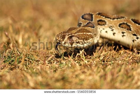Russells Viper Highly Venomous Snake Stock Photo 1560355856 Shutterstock
