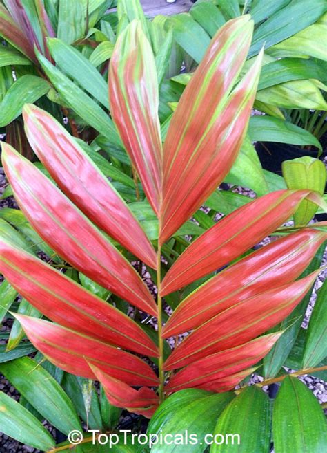 Chambeyronia Macrocarpa Red Leaf Palm Red Feather Palm Flame Thrower