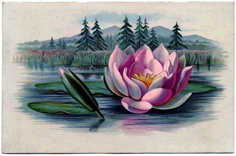 Vintage Graphic Amazingly Beautiful Pink Water Lily Lotus The