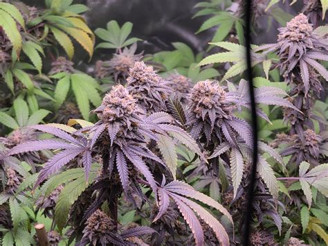 Critical Purple Kush Seedsman Cannabis Strain Gallery