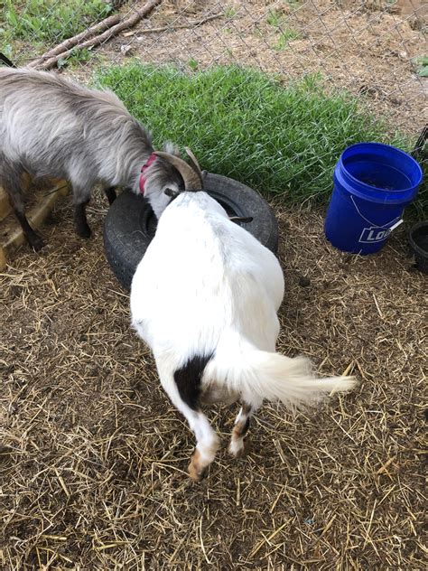 Pregnant The Goat Spot Forum