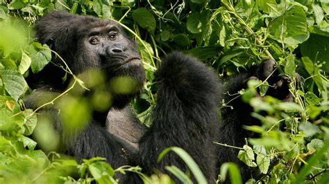 Poacher Who Killed Rare Gorilla Sentenced To 11 Years In Prison