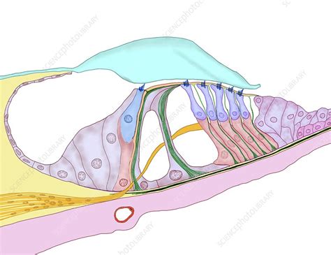 Structure Of The Cochlea Artwork Stock Image C0154546 Science