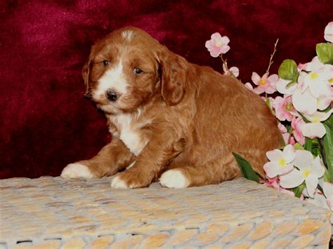 The goldendoodle is bred to be a family dog. Rainbow | F1B Mini Goldendoodle Puppy | Central Illinois ...