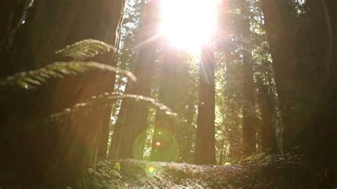 Sun Breaking Through Pine Trees Youtube