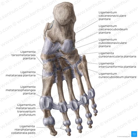 Fuß Anatomie Aufbau Und Klumpfuß Kenhub