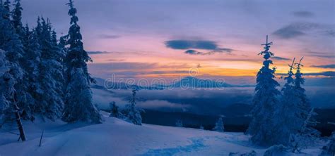 Magic Winter Forest Covered At Sunset Stock Image Image Of