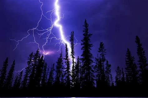 Lightning Striking Forest Environment Buddy