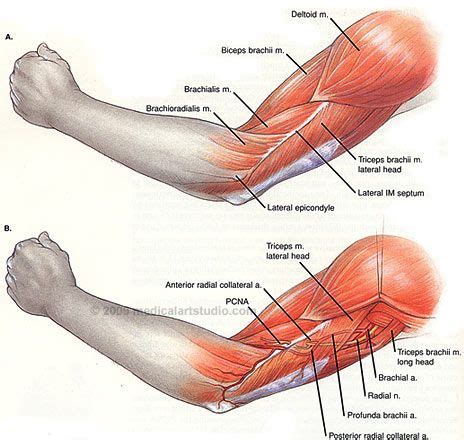 In common usage, the arm extends through the hand. Left Arm Muscle Anatomy | läskipasi1-goal | Pinterest ...