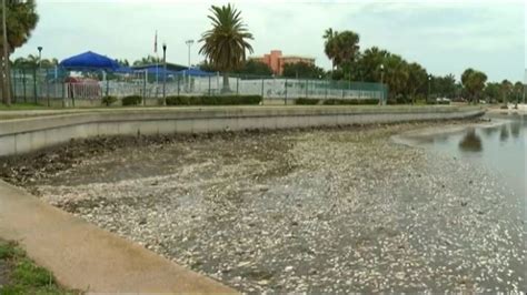 Red Tide Continues To Cause Issues For Floridas West Coast Wpec