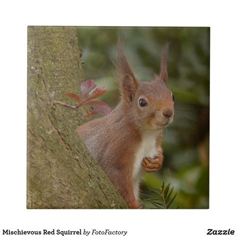 Mischievous Red Squirrel Tile | Zazzle.com | Cute squirrel, Red squirrel, Animals