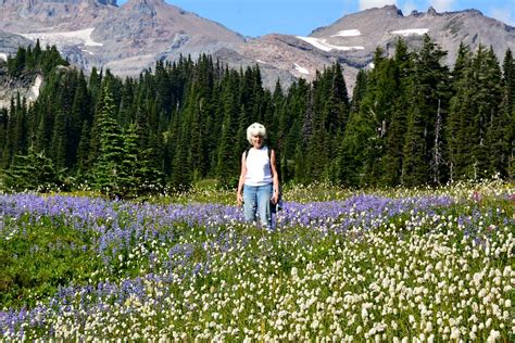 Knee High In Wildflowers Mount Rainier National Park Flickr