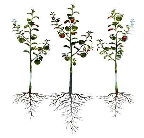 Skyla conner @skylaconners 18 ноября 2020 г. Cornell/USDA rootstock program reimagines how apples are ...