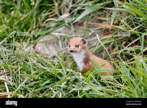 Least Weasel Mustela Nivalis Weasel Marten Predators Mammals