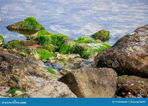 Green Algae Rock Stone In The Sea Stock Photo Image Of Seascape