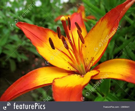 Click on image to view plant details. Flowers: Yellow And Red Lily Flower - Stock Photo I2609441 ...