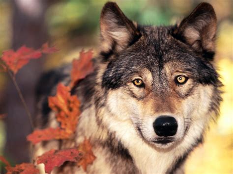 Wolf In Autumn Wallpapers Wallpaper Cave