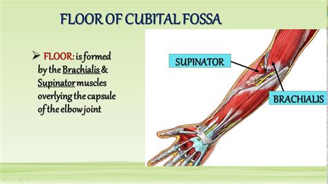 Floor Of Cubital Fossa Is Formed By