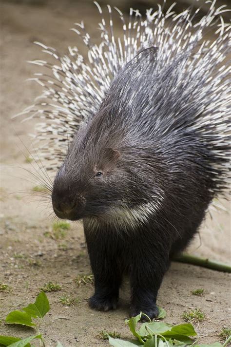 Couples Indica De Hystrix De Porc épic Crêté Indien Entretenant Chaque