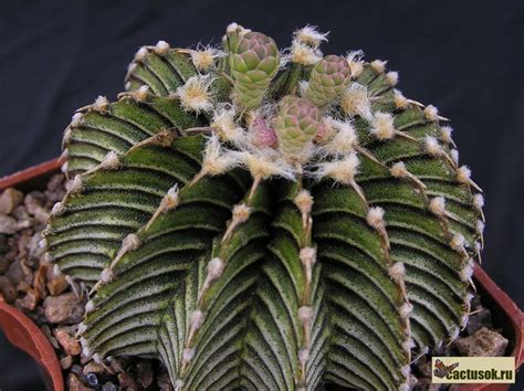 …cultivated species, commonly known as moon cactus (gymnocalycium mihanovichii), is a glowing red mutant that must be grown grafted onto a normal cactus because it lacks chlorophyll and cannot synthesize its own food. Кактусы - это хобби!!! GEOHINTONIA GEOHINTONIA ...