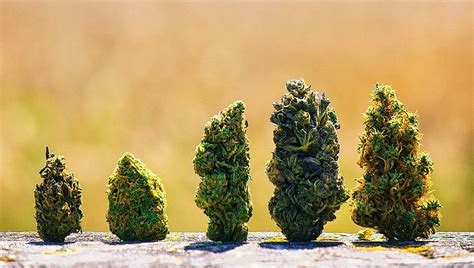 How To See The Difference Between Good And Bad Cannabis Buds Fast Buds