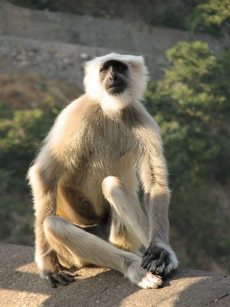 Grey Langur Monkey In Rishikesh Large Troops Wander The Forest Behind