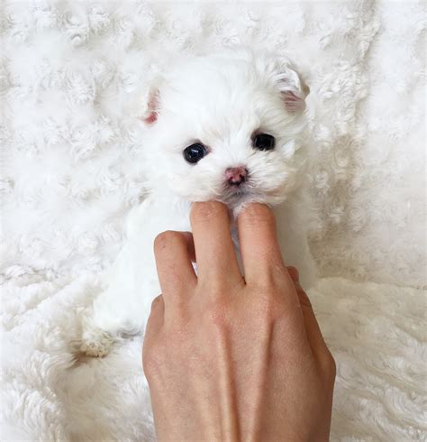 Micro Teacup Maltese Female For Sale Tiny Puppy