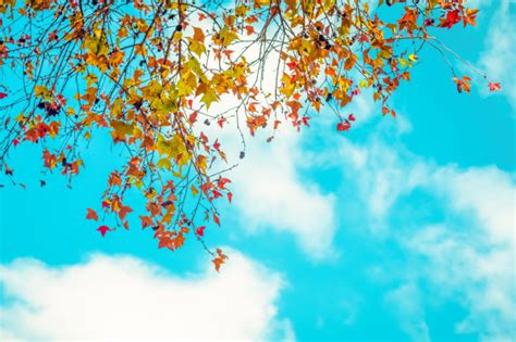 Premium Photo Beautiful Autumn Leaves And Sky Background In Fall