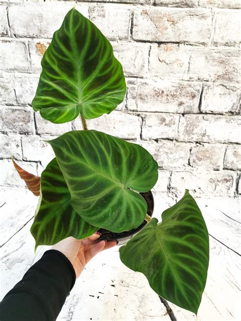Philodendron Verrucosum Leafy House Indoor Plants
