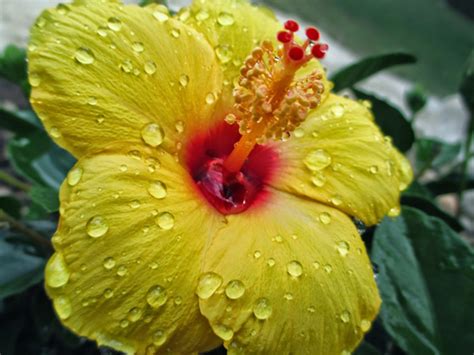 Growing Appreciation For Hawaiis State Flower Roberts Hawaii