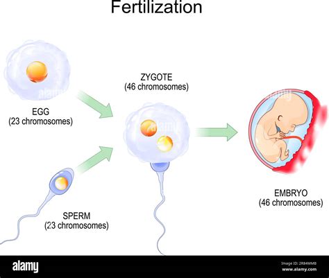 Fertilization Diagram Chromosomes