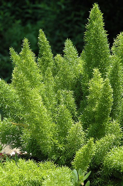 I suppose you mean the foxtail fern, one of the popular asparagus ferns. Foxtail Fern (Asparagus meyeri) in Houston, Texas (TX) at ...