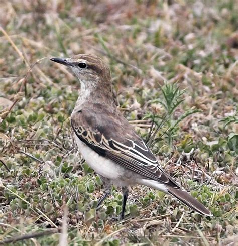 White Winged Triller Canberra Birds